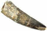 Fossil Spinosaurus Tooth - Real Dinosaur Tooth #296522-1